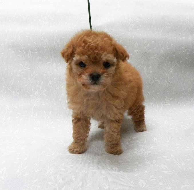 群馬県のトイプードル(タイニー) (ペットハウステレサ/2025年12月3日生まれ/女の子/アプリコット)の子犬の2枚目の画像