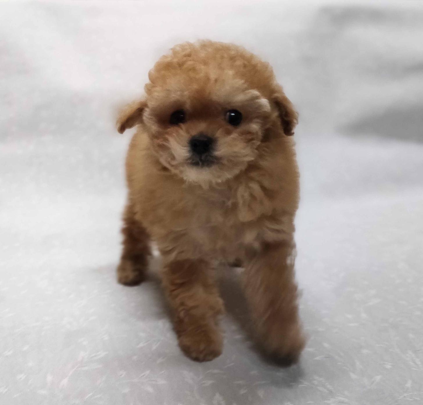 群馬県のトイプードル(ティーカップ) (ペットハウステレサ/2025年12月1日生まれ/女の子/アプリコット)の子犬の3枚目の画像