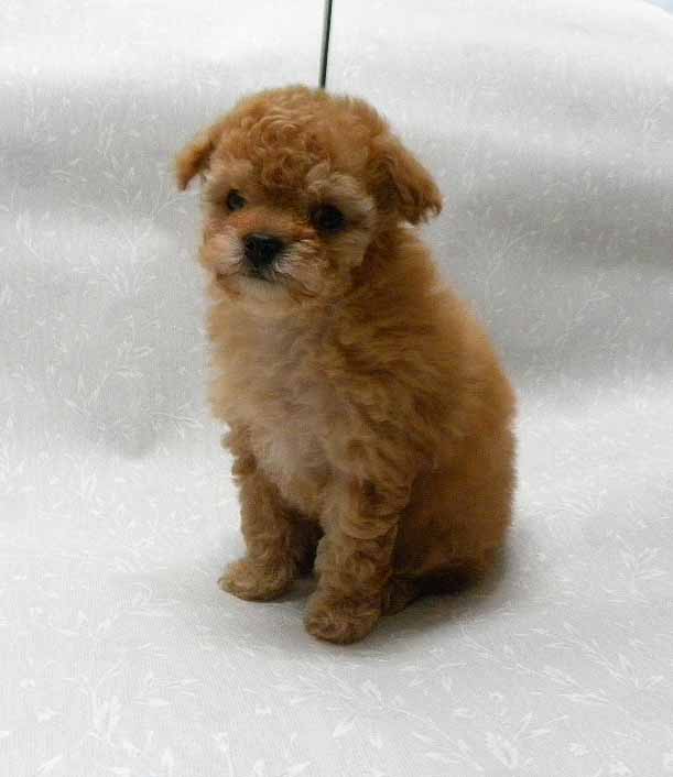 群馬県のトイプードル(タイニー) (ペットハウステレサ/2025年12月3日生まれ/女の子/アプリコット)の子犬の3枚目の画像