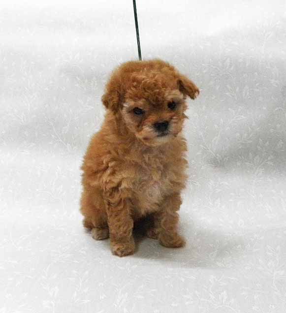 群馬県のトイプードル(タイニー) (ペットハウステレサ/2025年12月3日生まれ/女の子/アプリコット)の子犬の4枚目の画像