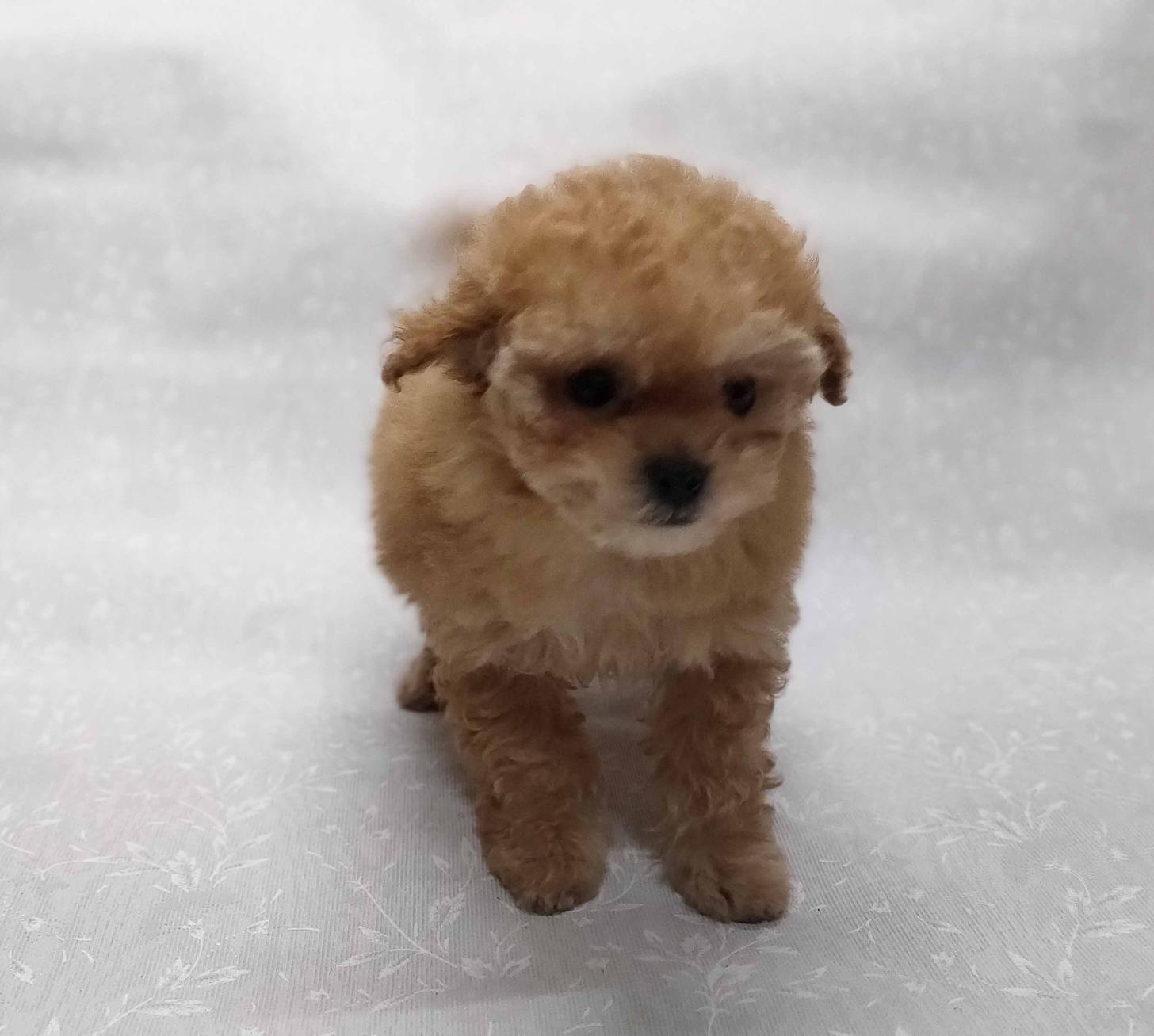 群馬県のトイプードル(ティーカップ) (ペットハウステレサ/2025年12月1日生まれ/女の子/アプリコット)の子犬の4枚目の画像