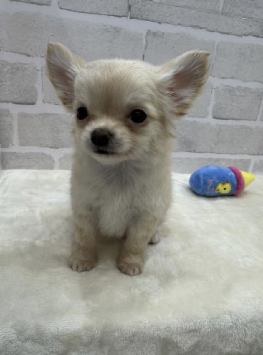 埼玉県のチワワ(ロング) (PETSHOP FATIS/2024年2月10日生まれ/男の子/ホワイト)の子犬