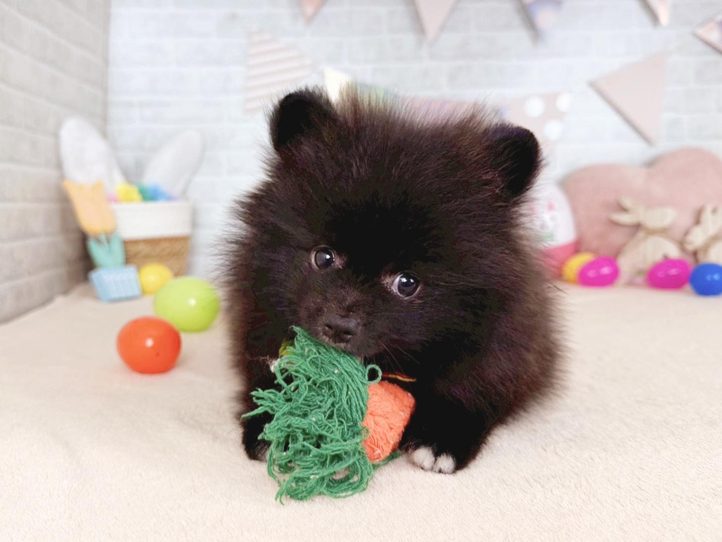 北海道のポメラニアン (ペットショップだんぼ/2026年3月15日生まれ/男の子/ブラック)の子犬の2枚目の画像