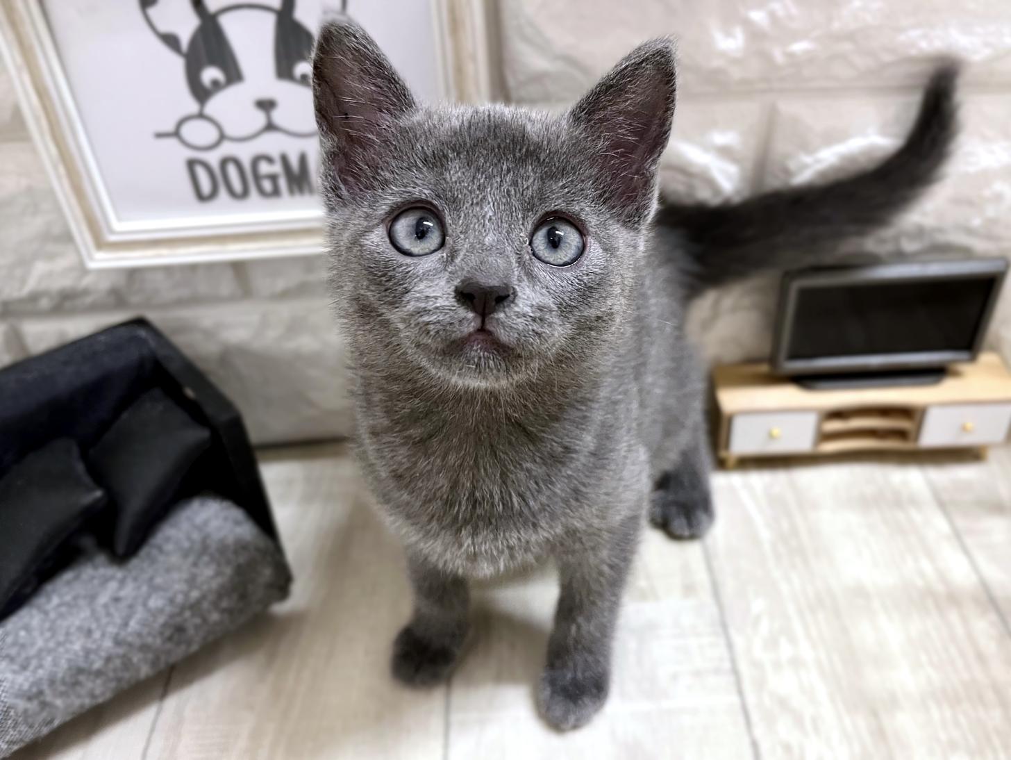 和歌山県のロシアンブルー (DOGMAN和歌山中之島店/2026年2月15日生まれ/女の子/ブルー)の子猫の1枚目の画像