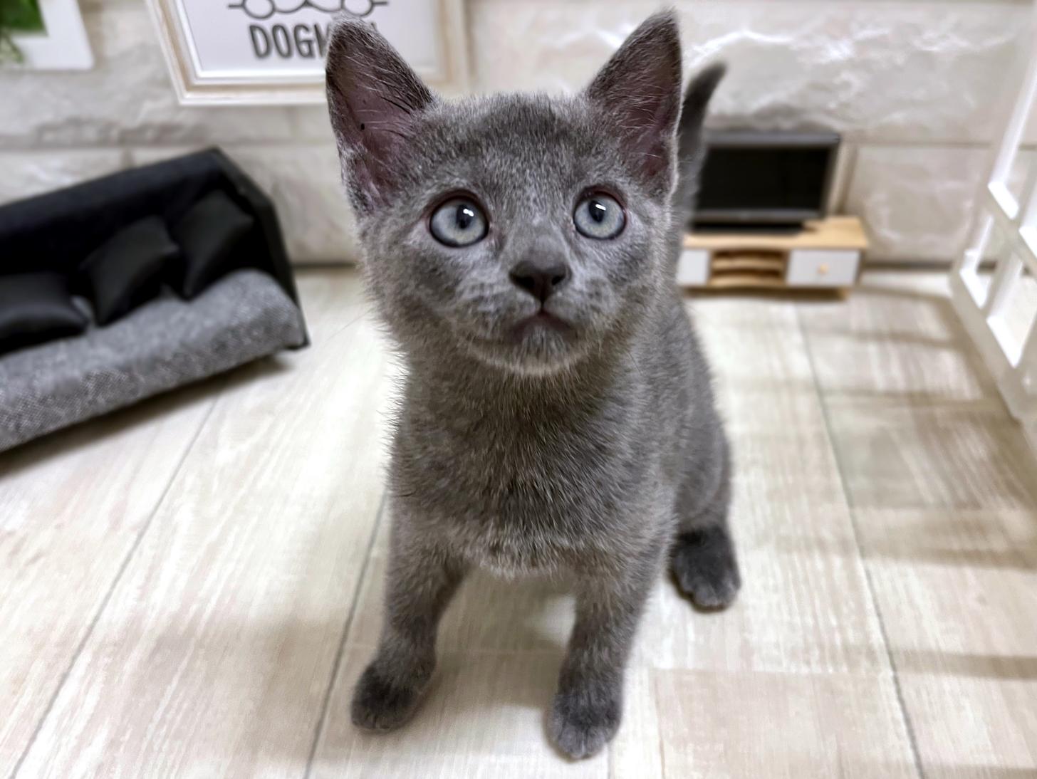 和歌山県のロシアンブルー (DOGMAN和歌山中之島店/2026年2月15日生まれ/女の子/ブルー)の子猫の2枚目の画像