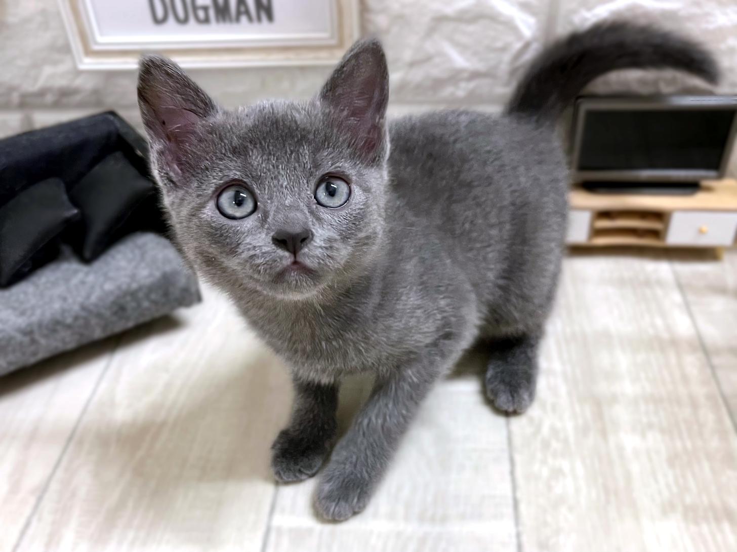 和歌山県のロシアンブルー (DOGMAN和歌山中之島店/2026年2月15日生まれ/女の子/ブルー)の子猫の3枚目の画像