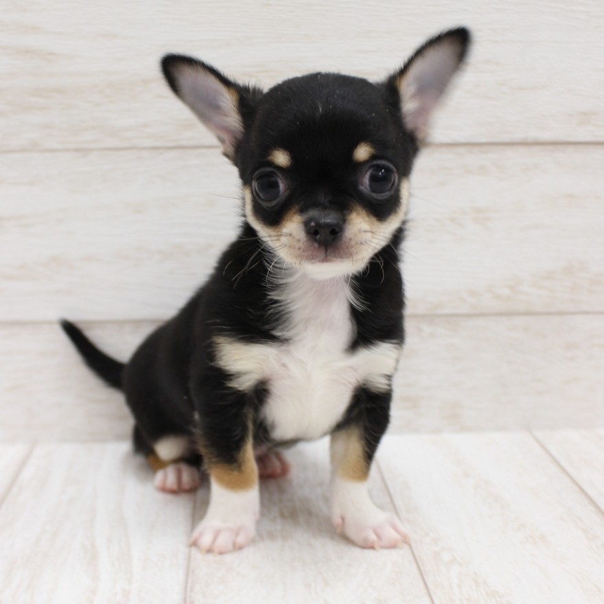 千葉県のチワワ(スムース) (ペピカファミリー松戸店/2025年12月20日生まれ/男の子/ブラックタンホワイト)の子犬の1枚目の画像