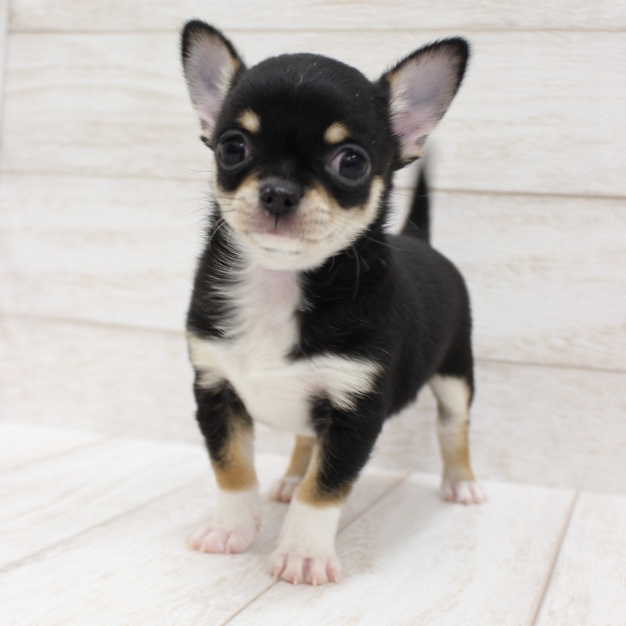 千葉県のチワワ(スムース) (ペピカファミリー松戸店/2025年12月20日生まれ/男の子/ブラックタンホワイト)の子犬の2枚目の画像