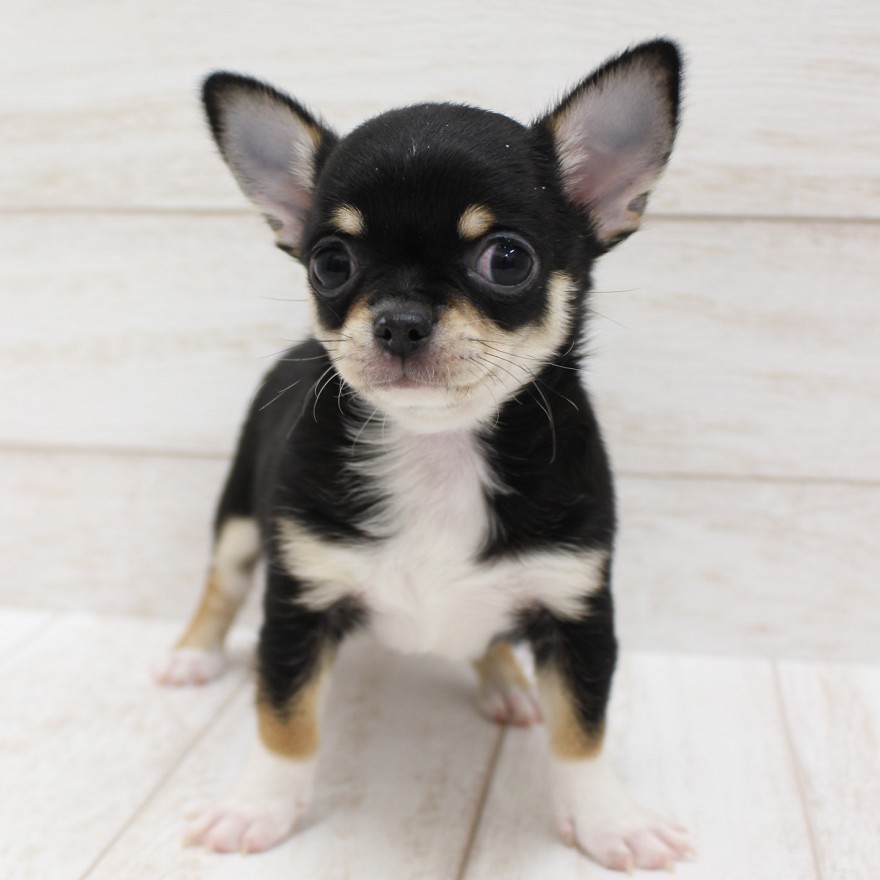 千葉県のチワワ(スムース) (ペピカファミリー松戸店/2025年12月20日生まれ/男の子/ブラックタンホワイト)の子犬の3枚目の画像