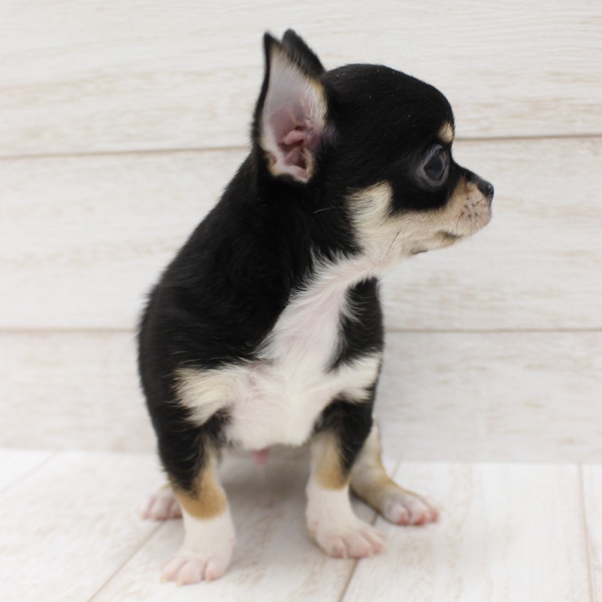 千葉県のチワワ(スムース) (ペピカファミリー松戸店/2025年12月20日生まれ/男の子/ブラックタンホワイト)の子犬の4枚目の画像