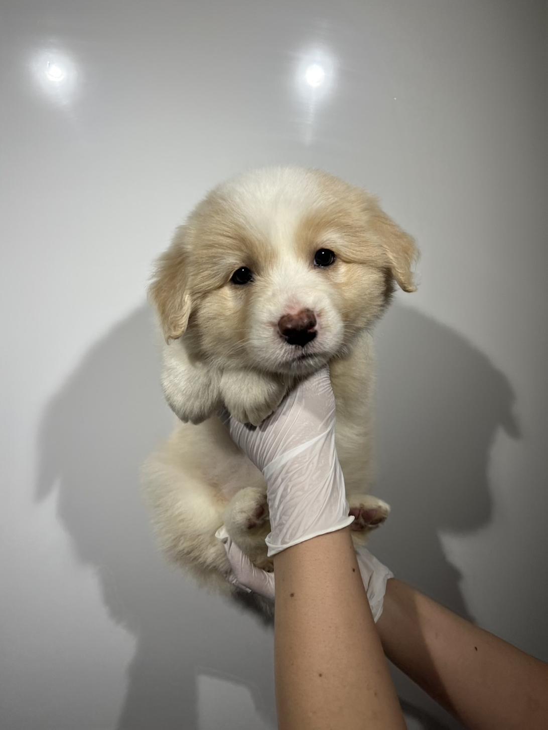 埼玉県のボーダーコリー (ペッツスマイル加須インター店/2026年2月6日生まれ/女の子/レッドホワイト)の子犬の1枚目の画像