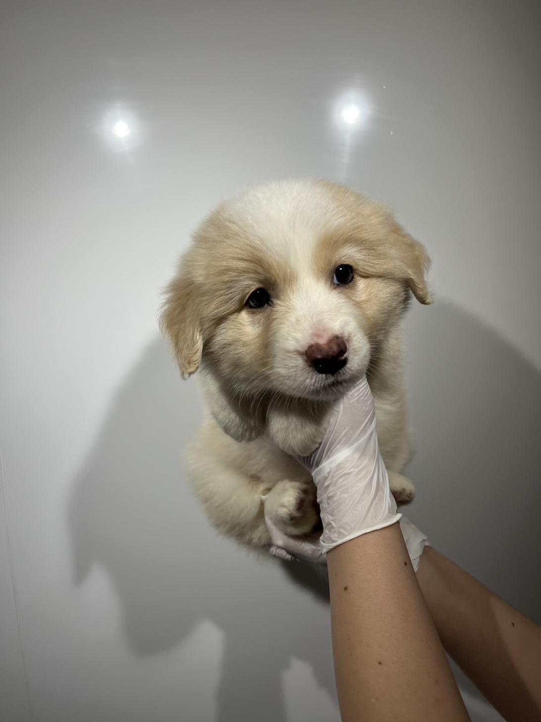 埼玉県のボーダーコリー (ペッツスマイル加須インター店/2026年2月6日生まれ/女の子/レッドホワイト)の子犬の2枚目の画像