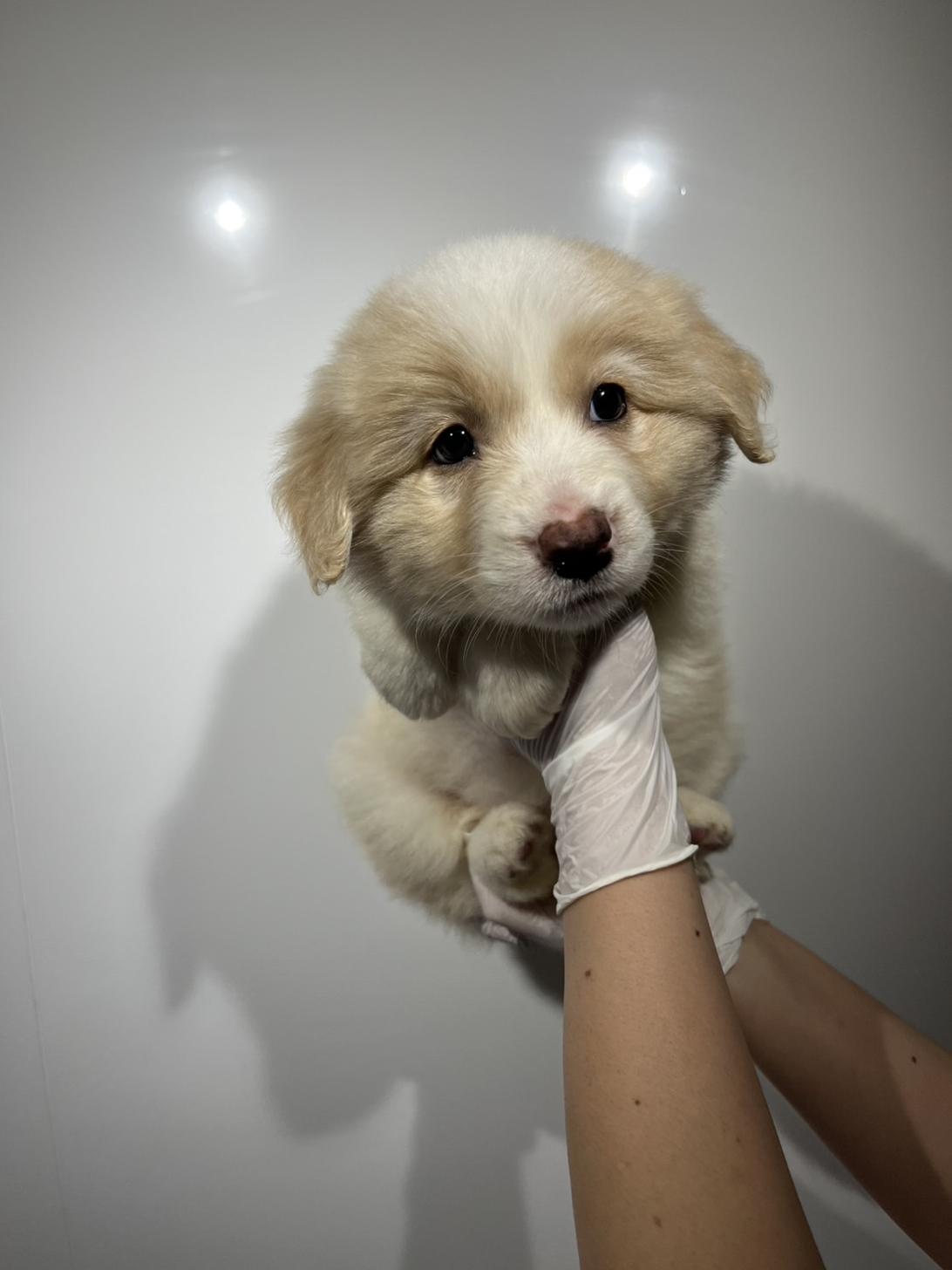 埼玉県のボーダーコリー (ペッツスマイル加須インター店/2026年2月6日生まれ/女の子/レッドホワイト)の子犬の3枚目の画像