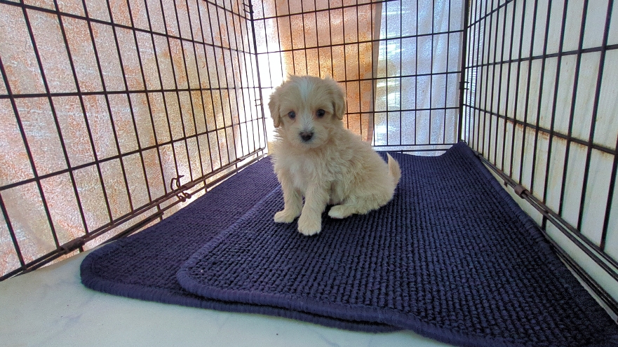茨城県のマルプー(マルチーズ×プードル) (ペットショップスズキ/2026年1月20日生まれ/男の子/クリームホワイト)の子犬の1枚目の画像