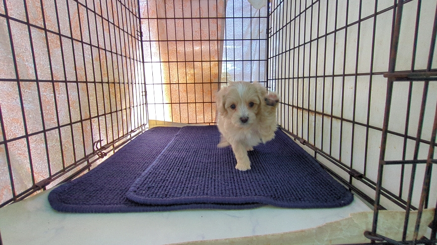 茨城県のマルプー(マルチーズ×プードル) (ペットショップスズキ/2026年1月20日生まれ/男の子/クリームホワイト)の子犬の2枚目の画像