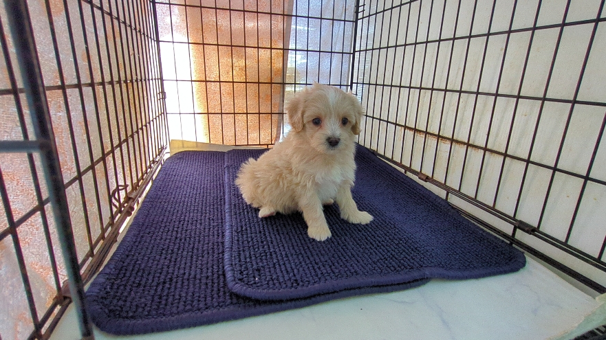 茨城県のマルプー(マルチーズ×プードル) (ペットショップスズキ/2026年1月20日生まれ/男の子/クリームホワイト)の子犬の3枚目の画像