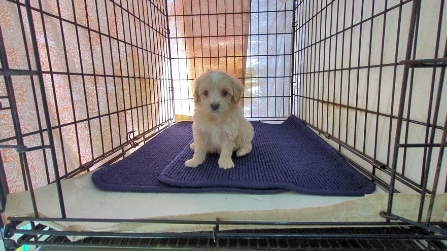 茨城県のマルプー(マルチーズ×プードル) (ペットショップスズキ/2026年1月20日生まれ/男の子/クリームホワイト)の子犬の4枚目の画像