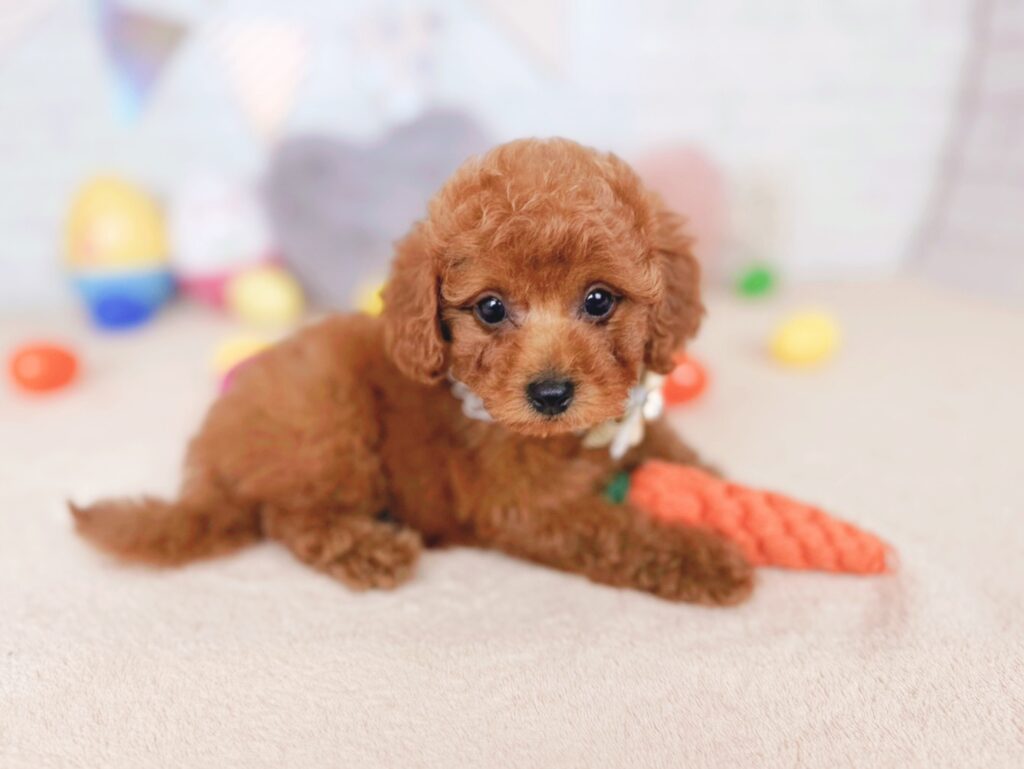 北海道のトイプードル(トイ) (ペットショップだんぼ/2026年7月2日生まれ/女の子/レッド)の子犬の2枚目の画像