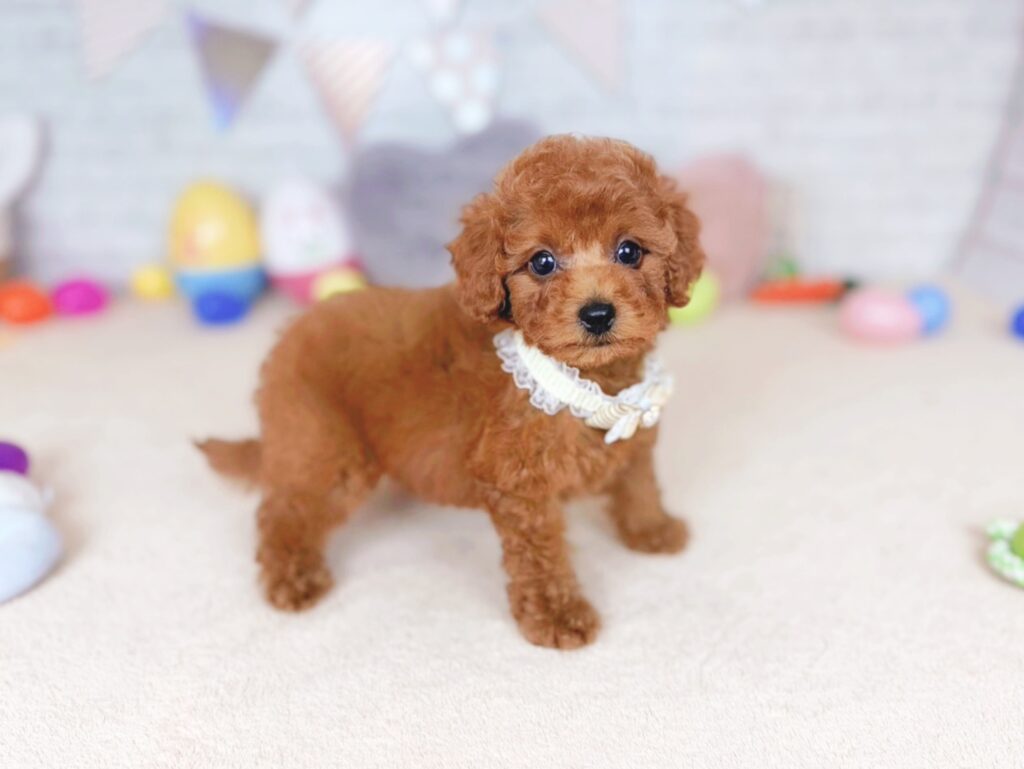 北海道のトイプードル(トイ) (ペットショップだんぼ/2026年7月2日生まれ/女の子/レッド)の子犬の3枚目の画像
