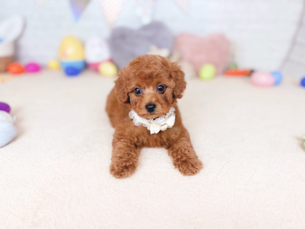 北海道のトイプードル(トイ) (ペットショップだんぼ/2026年7月2日生まれ/女の子/レッド)の子犬の4枚目の画像