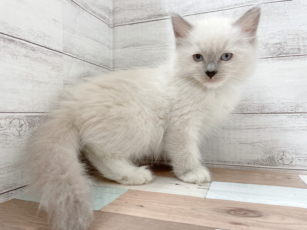 新潟県のラグドール (竹内ペット 新津本店/2025年10月11日生まれ/女の子/ブルーポイントミテッド)の子猫