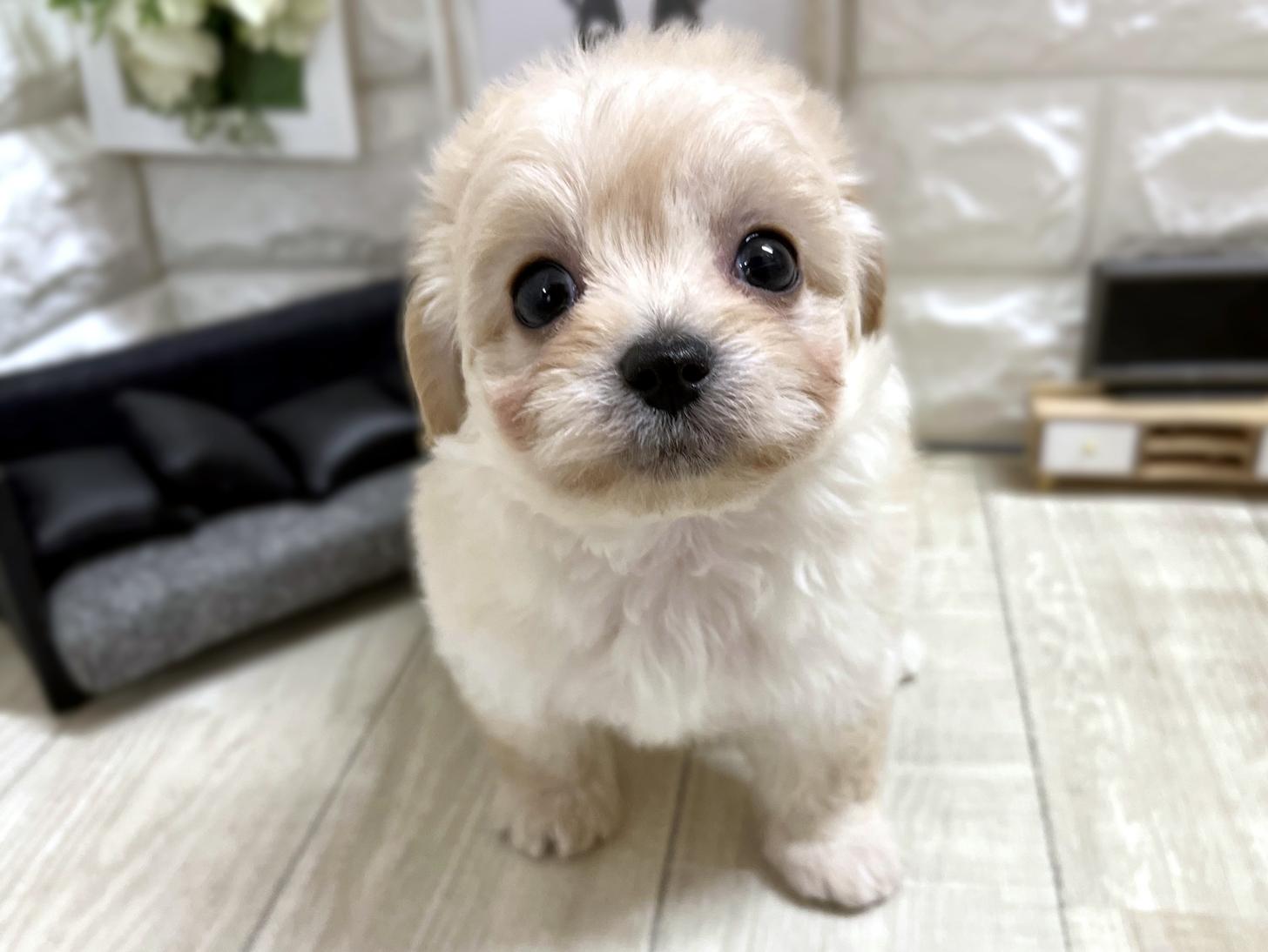 2025年12月14日生まれのチワプー/プーチー(チワワ×プードル)