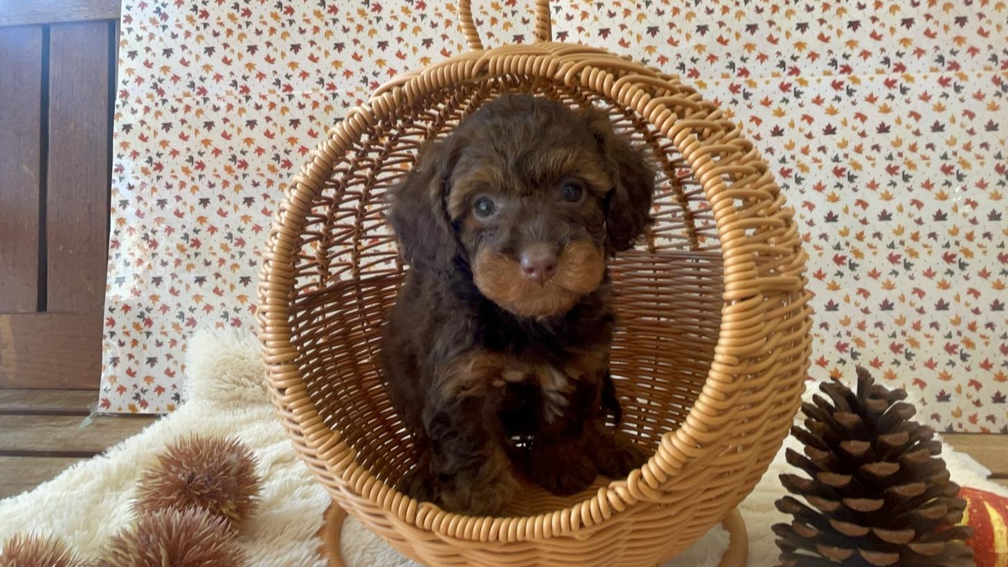 佐賀県のチワプー/プーチー(チワワ×プードル) (スタードッグス新鳥栖店/2025年9月12日生まれ/女の子/ブラウン＆レッド)の子犬の1枚目の画像