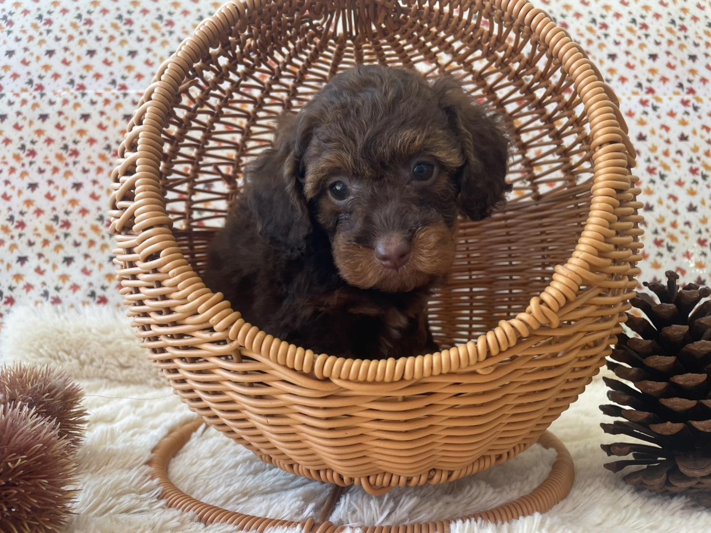 佐賀県のチワプー/プーチー(チワワ×プードル) (スタードッグス新鳥栖店/2025年9月12日生まれ/女の子/ブラウン＆レッド)の子犬の2枚目の画像