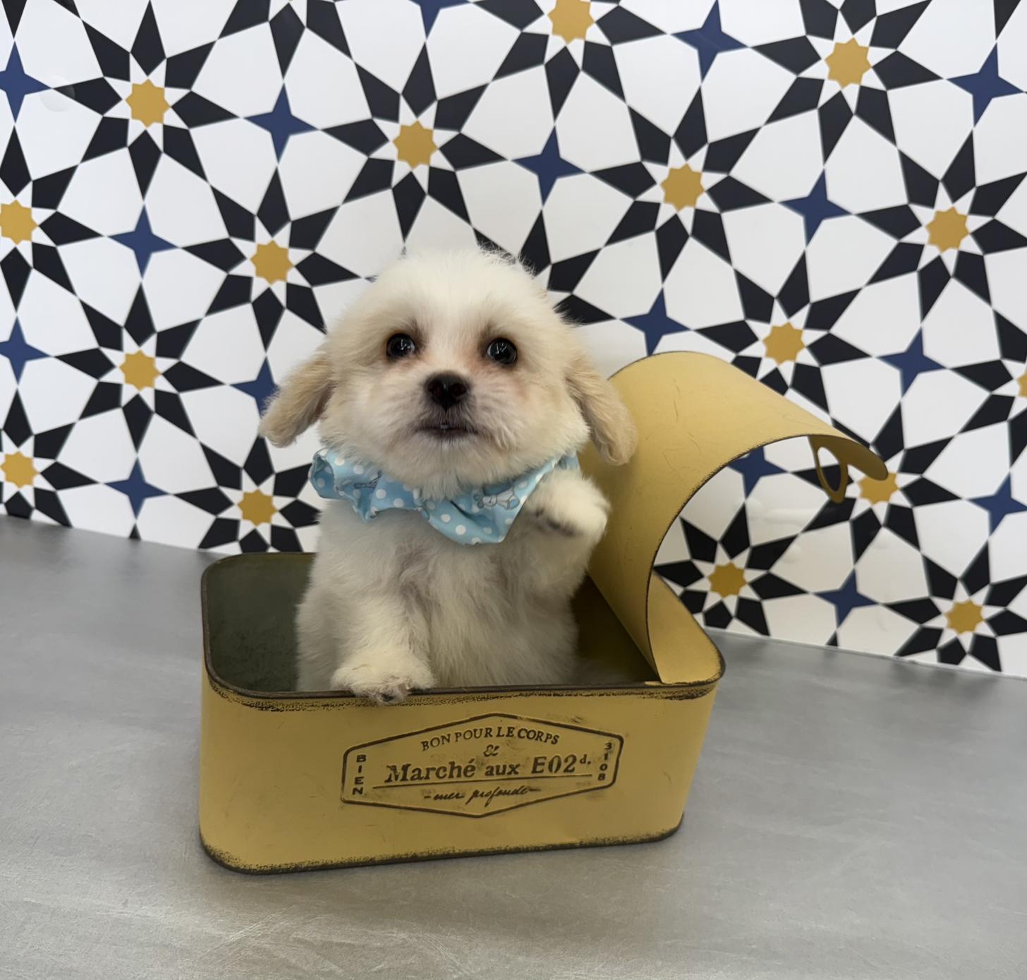 大阪府のハーフ犬・ミックス犬 (ぱぴぷぺっと大阪店/2025年5月15日生まれ/男の子/ホワイトクリーム)の子犬の1枚目の画像