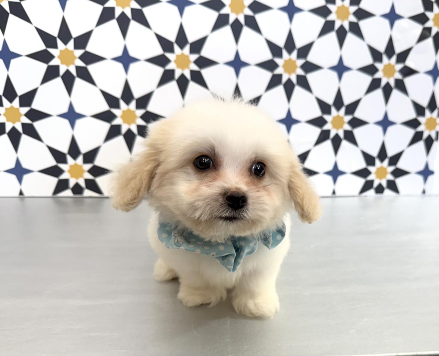 大阪府のハーフ犬・ミックス犬 (ぱぴぷぺっと大阪店/2025年5月15日生まれ/男の子/ホワイトクリーム)の子犬の2枚目の画像