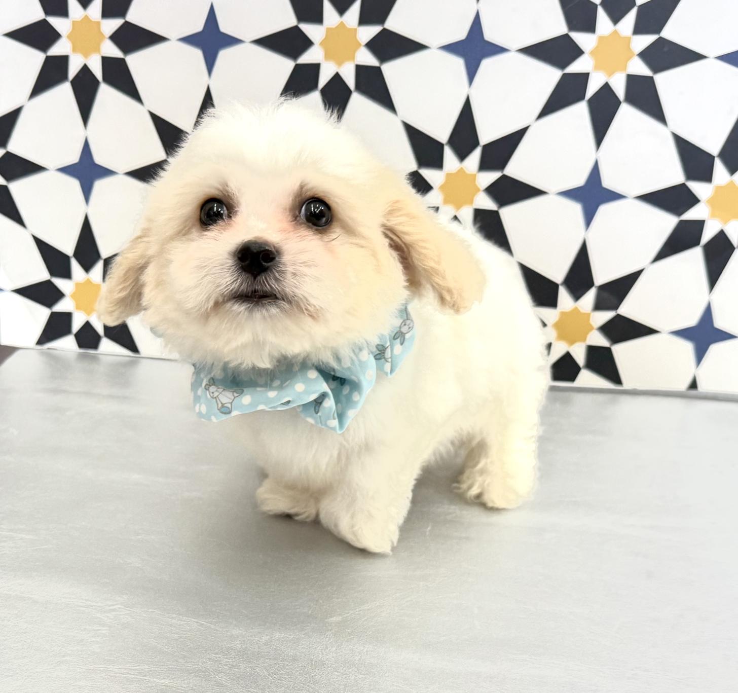 大阪府のハーフ犬・ミックス犬 (ぱぴぷぺっと大阪店/2025年5月15日生まれ/男の子/ホワイトクリーム)の子犬の3枚目の画像