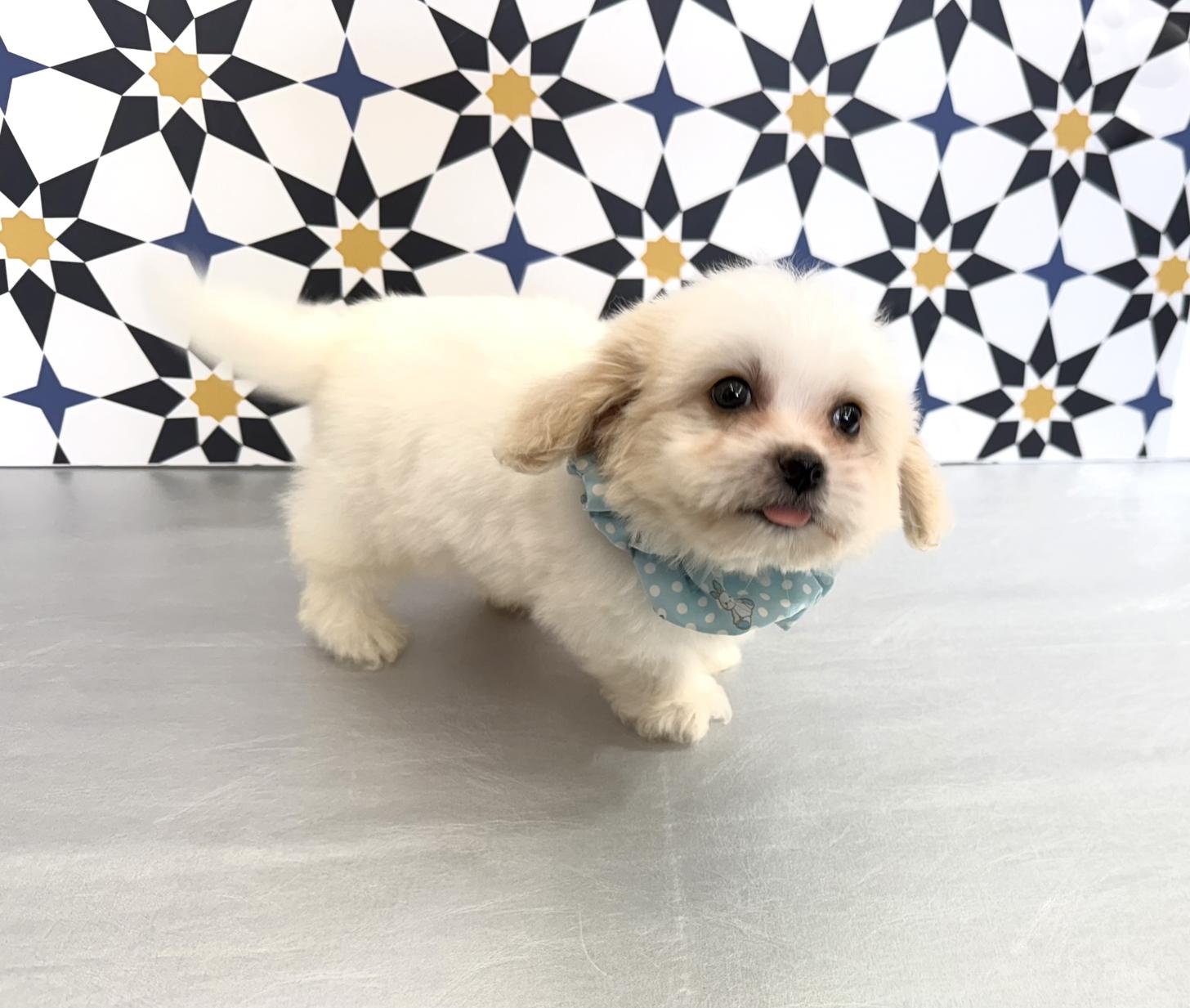 大阪府のハーフ犬・ミックス犬 (ぱぴぷぺっと大阪店/2025年5月15日生まれ/男の子/ホワイトクリーム)の子犬の4枚目の画像