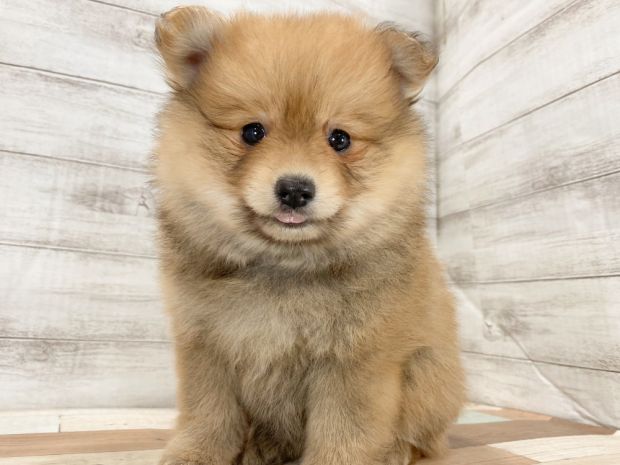 新潟県のポメラニアン (竹内ペット 新津本店/2026年3月15日生まれ/女の子/オレンジ)の子犬の1枚目の画像