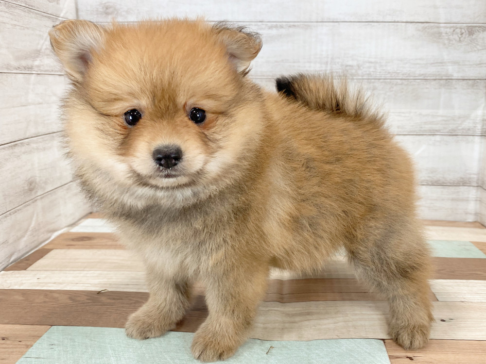新潟県のポメラニアン (竹内ペット 新津本店/2026年3月15日生まれ/女の子/オレンジ)の子犬の2枚目の画像