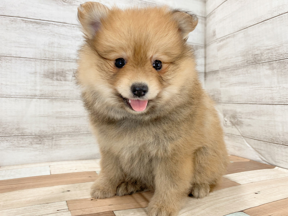 新潟県のポメラニアン (竹内ペット 新津本店/2026年3月15日生まれ/女の子/オレンジ)の子犬の3枚目の画像