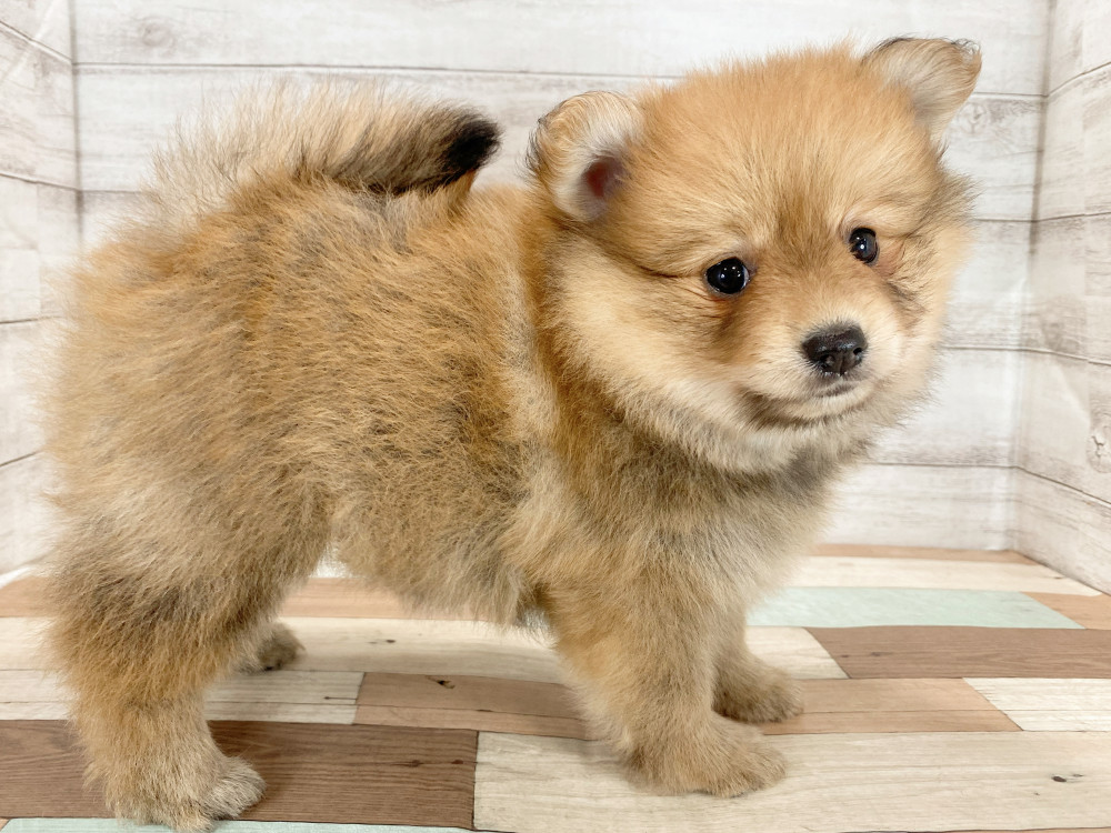 新潟県のポメラニアン (竹内ペット 新津本店/2026年3月15日生まれ/女の子/オレンジ)の子犬の4枚目の画像