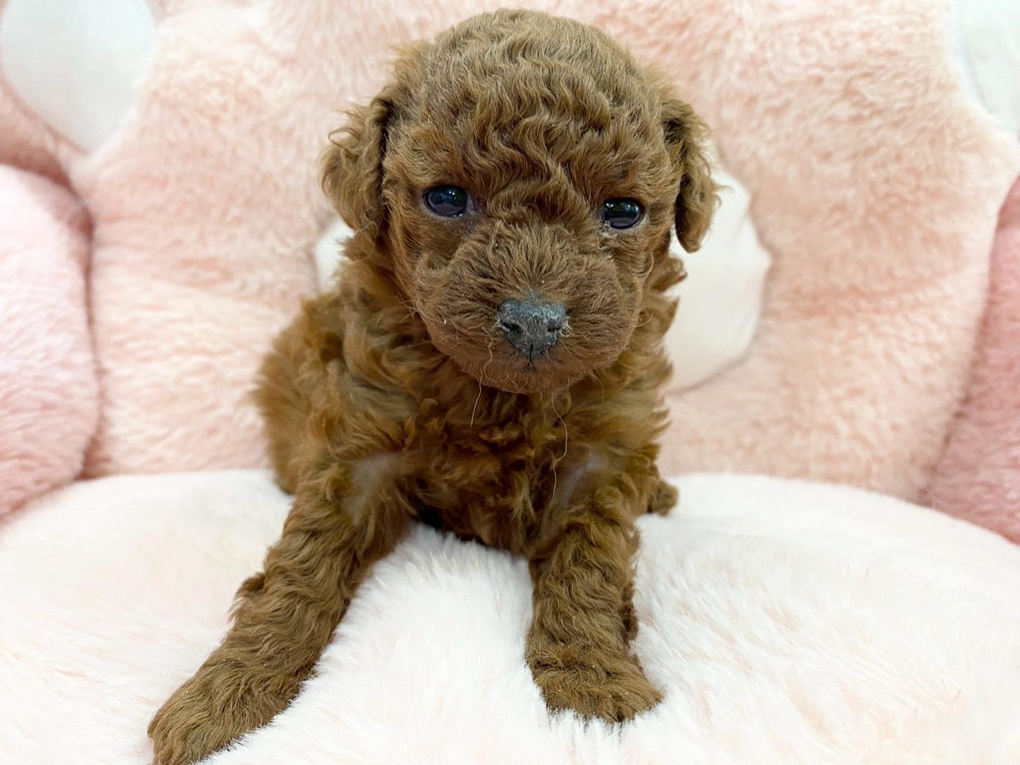 熊本県のトイプードル(トイ) (スタードッグス新熊本店/2025年12月1日生まれ/女の子/レッド)の子犬