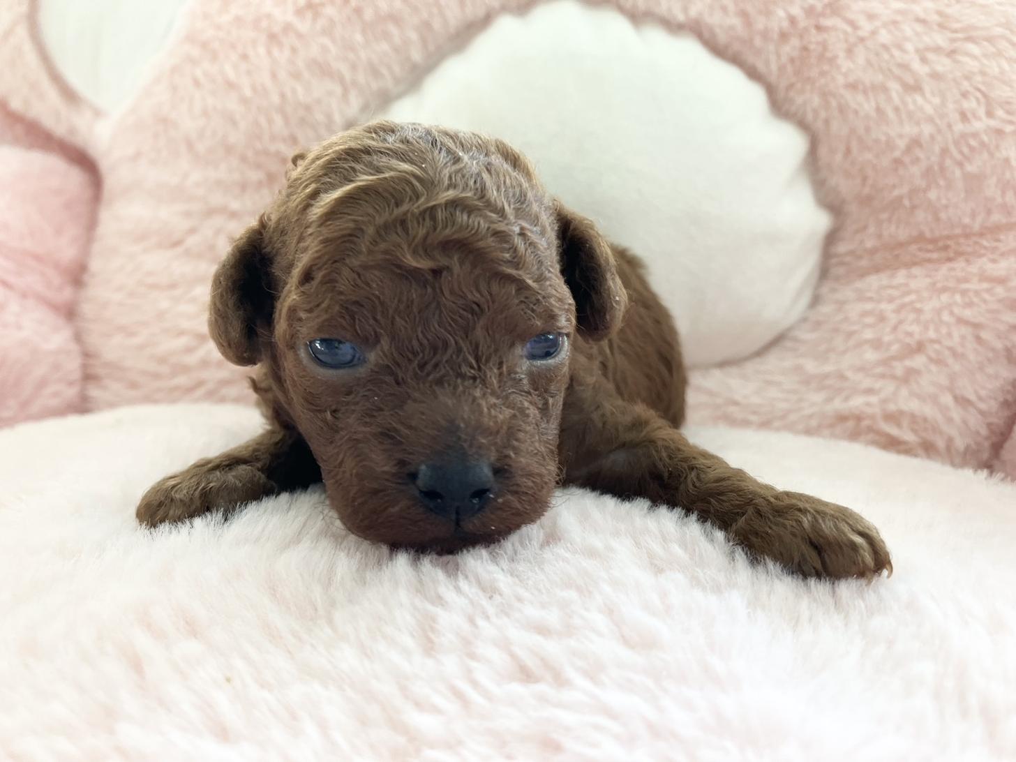 熊本県のトイプードル(トイ) (スタードッグス新熊本店/2025年12月1日生まれ/女の子/レッド)の子犬