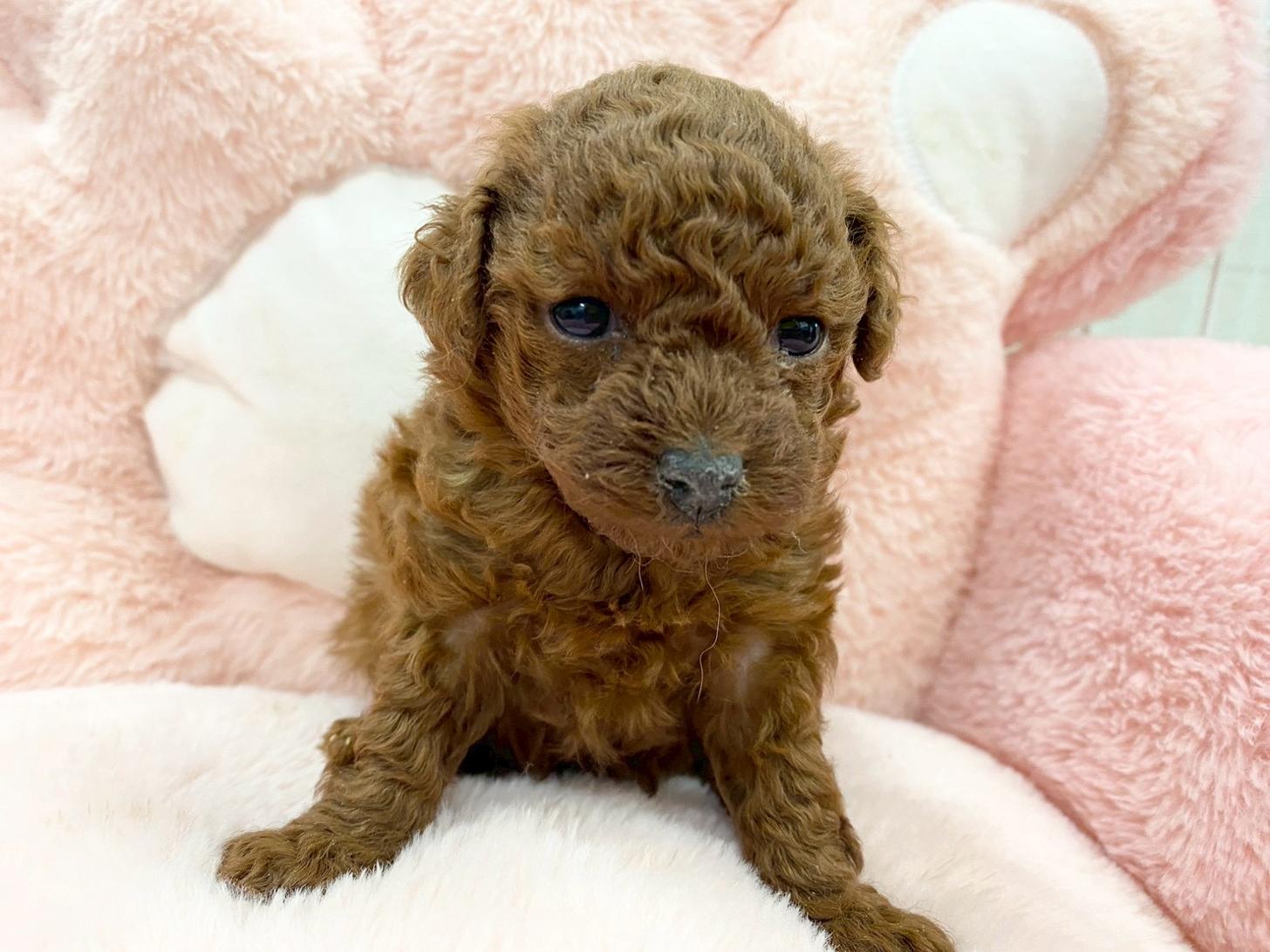 熊本県のトイプードル(トイ) (スタードッグス新熊本店/2025年12月1日生まれ/女の子/レッド)の子犬の2枚目の画像