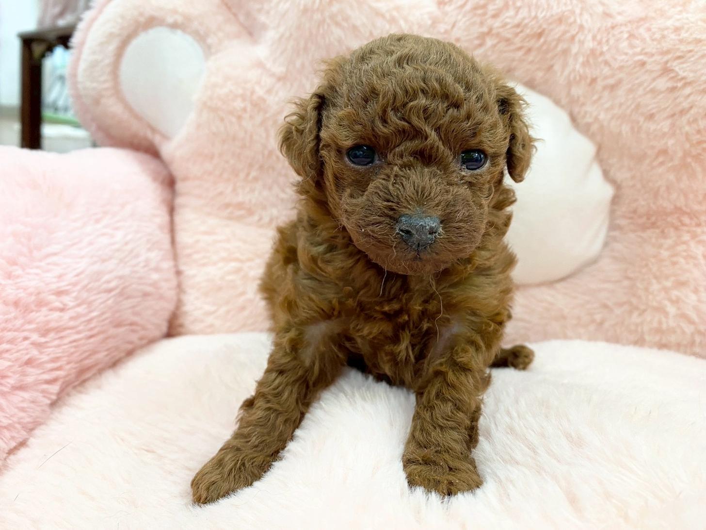 熊本県のトイプードル(トイ) (スタードッグス新熊本店/2025年12月1日生まれ/女の子/レッド)の子犬の3枚目の画像