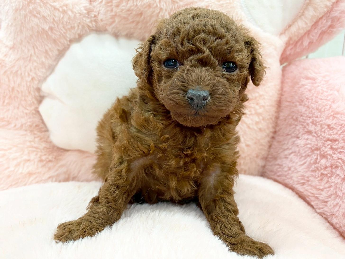 熊本県のトイプードル(トイ) (スタードッグス新熊本店/2025年12月1日生まれ/女の子/レッド)の子犬の4枚目の画像