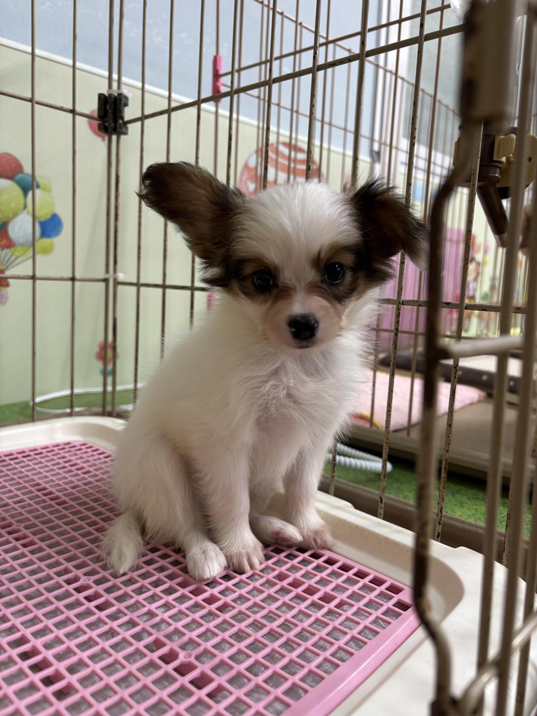 愛知県のパピヨン (子いぬの足あと/2025年9月14日生まれ/女の子/ホワイトブラウン)の子犬