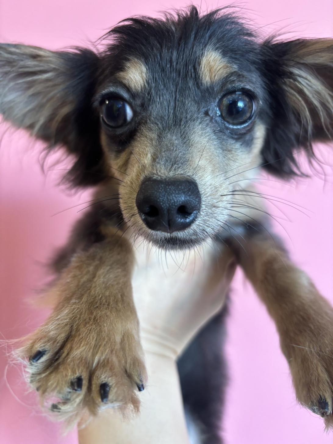 埼玉県のチワックス(チワワ×ダックス) (ペッツスマイル南中野店/2025年5月5日生まれ/男の子/ブルータン)の子犬の1枚目の画像