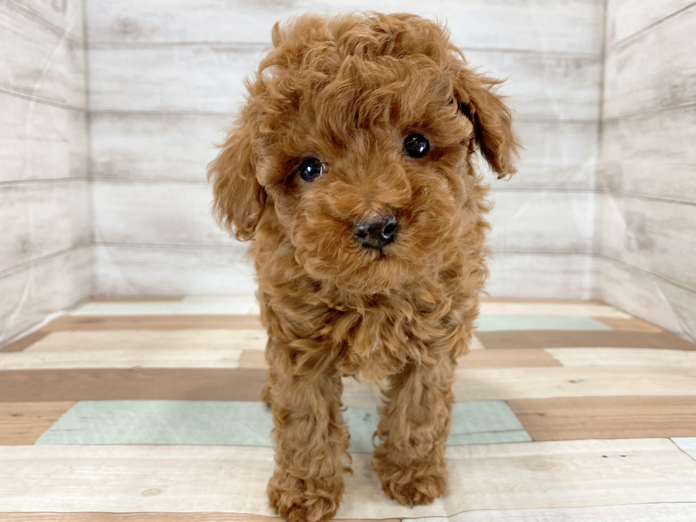 新潟県のトイプードル(トイ) (竹内ペット 新津本店/2026年4月16日生まれ/男の子/レッド)の子犬の1枚目の画像