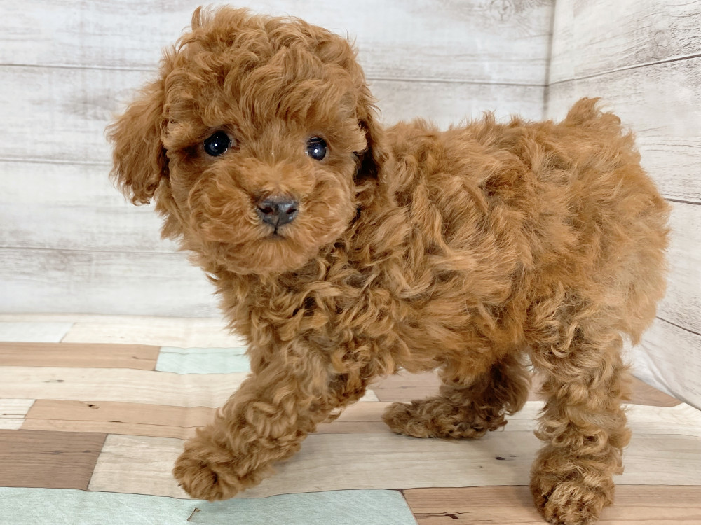 新潟県のトイプードル(トイ) (竹内ペット 新津本店/2026年4月16日生まれ/男の子/レッド)の子犬の2枚目の画像