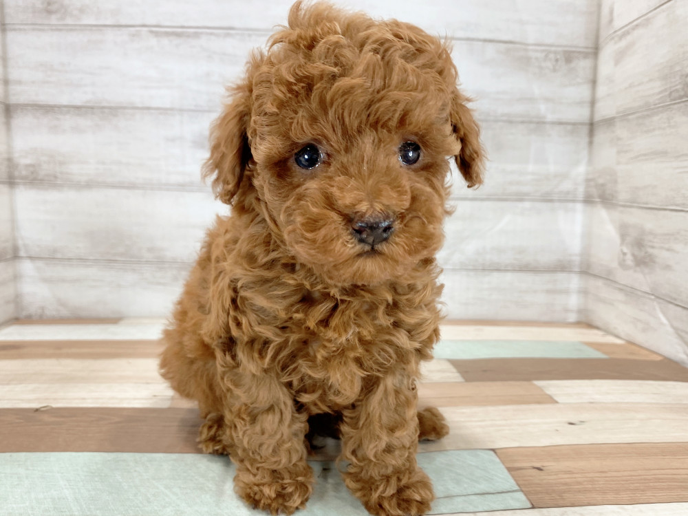 新潟県のトイプードル(トイ) (竹内ペット 新津本店/2026年4月16日生まれ/男の子/レッド)の子犬の3枚目の画像