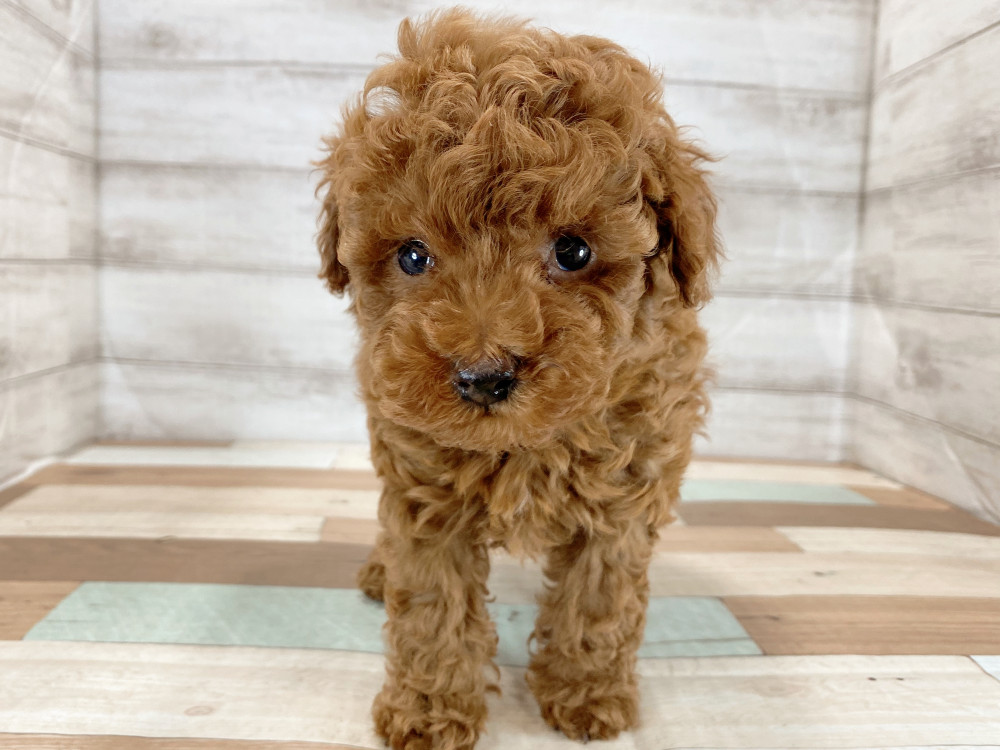新潟県のトイプードル(トイ) (竹内ペット 新津本店/2026年4月16日生まれ/男の子/レッド)の子犬の4枚目の画像
