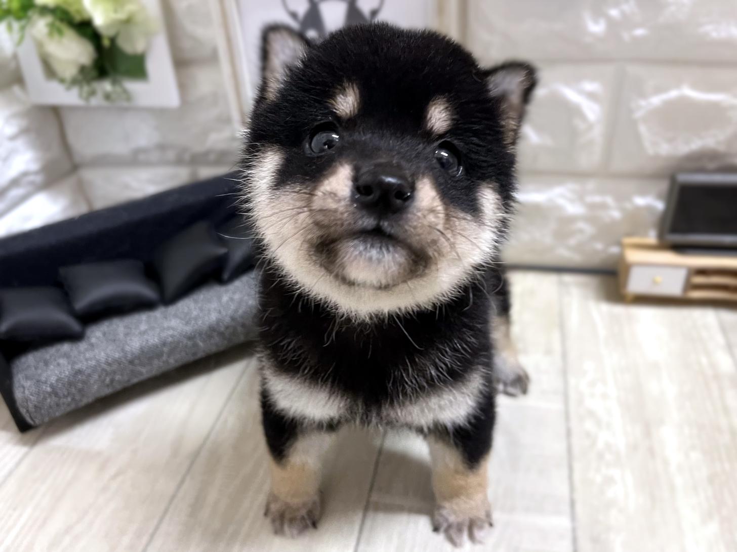 大阪府の豆柴 (DOGMAN平野瓜破店/2025年11月18日生まれ/男の子/黒)の子犬の1枚目の画像