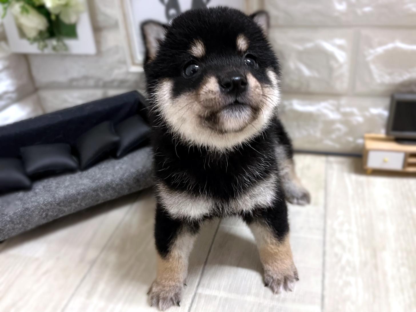 大阪府の豆柴 (DOGMAN平野瓜破店/2025年11月18日生まれ/男の子/黒)の子犬の3枚目の画像