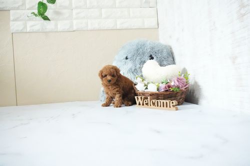 滋賀県のトイプードル(トイ) (いっぷく湖南店/2026年5月23日生まれ/男の子/レッドフォーン)の子犬の3枚目の画像